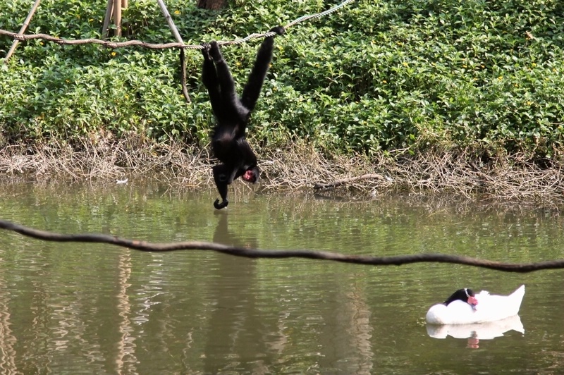 Black spider monkey drinking