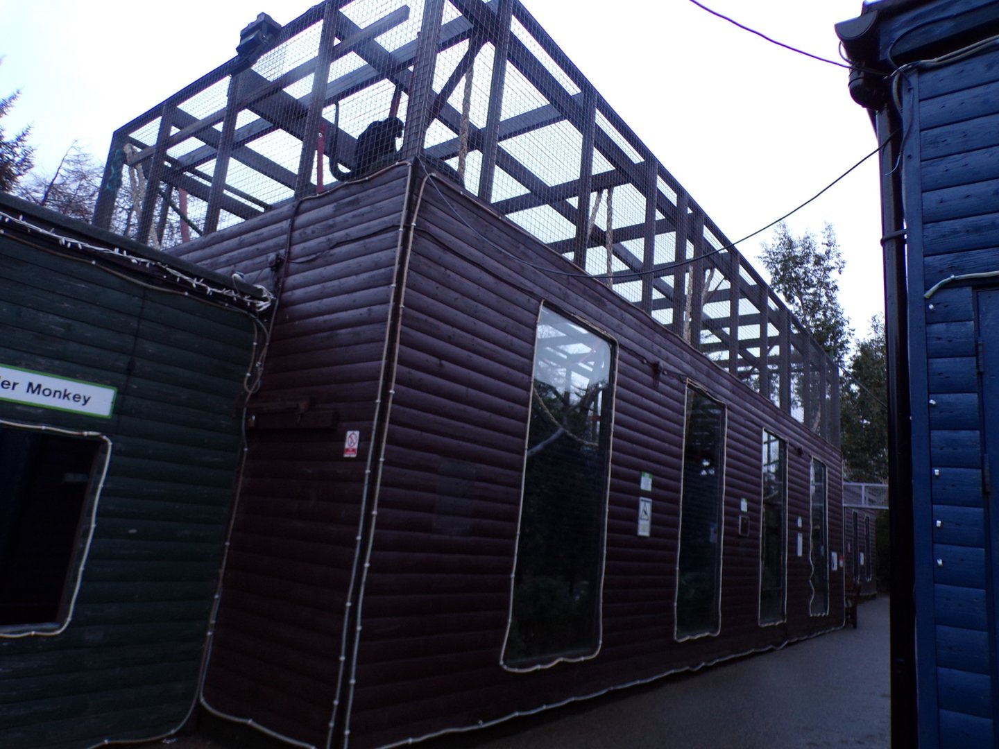 Black spider monkey enclosure 1.1.23