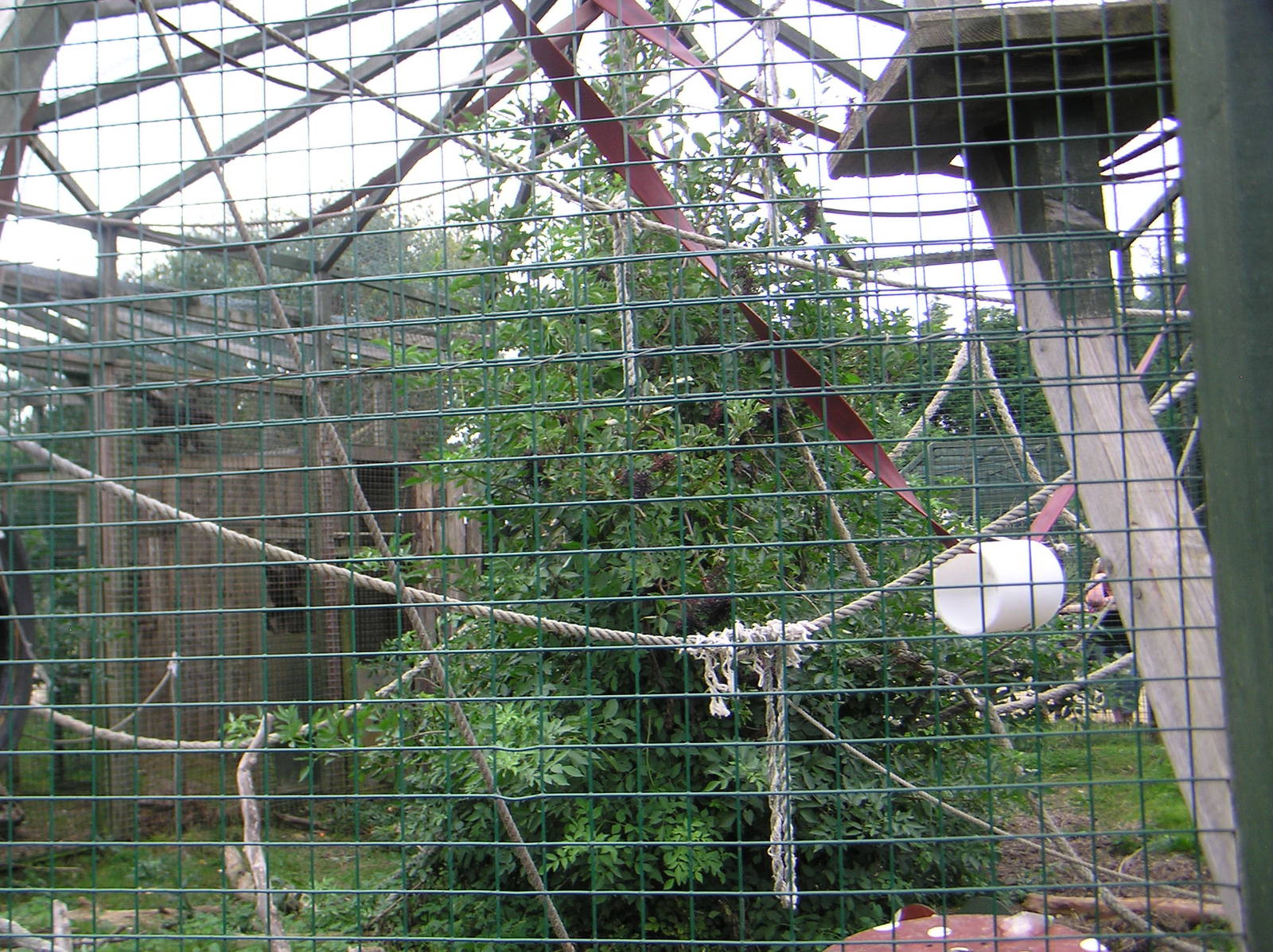 Black Spider Monkey Enclosure
