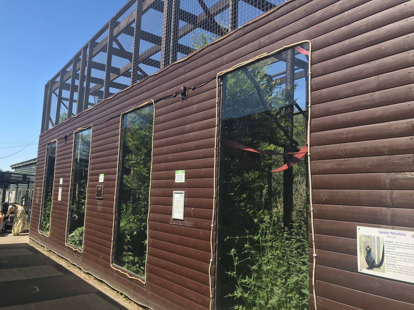 Black spider monkey enclosure