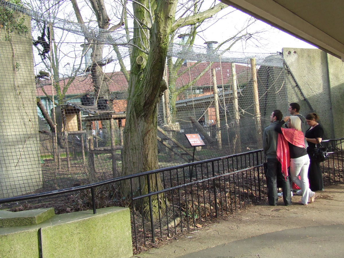 Black Spider Monkey exhibit, Lion Terraces