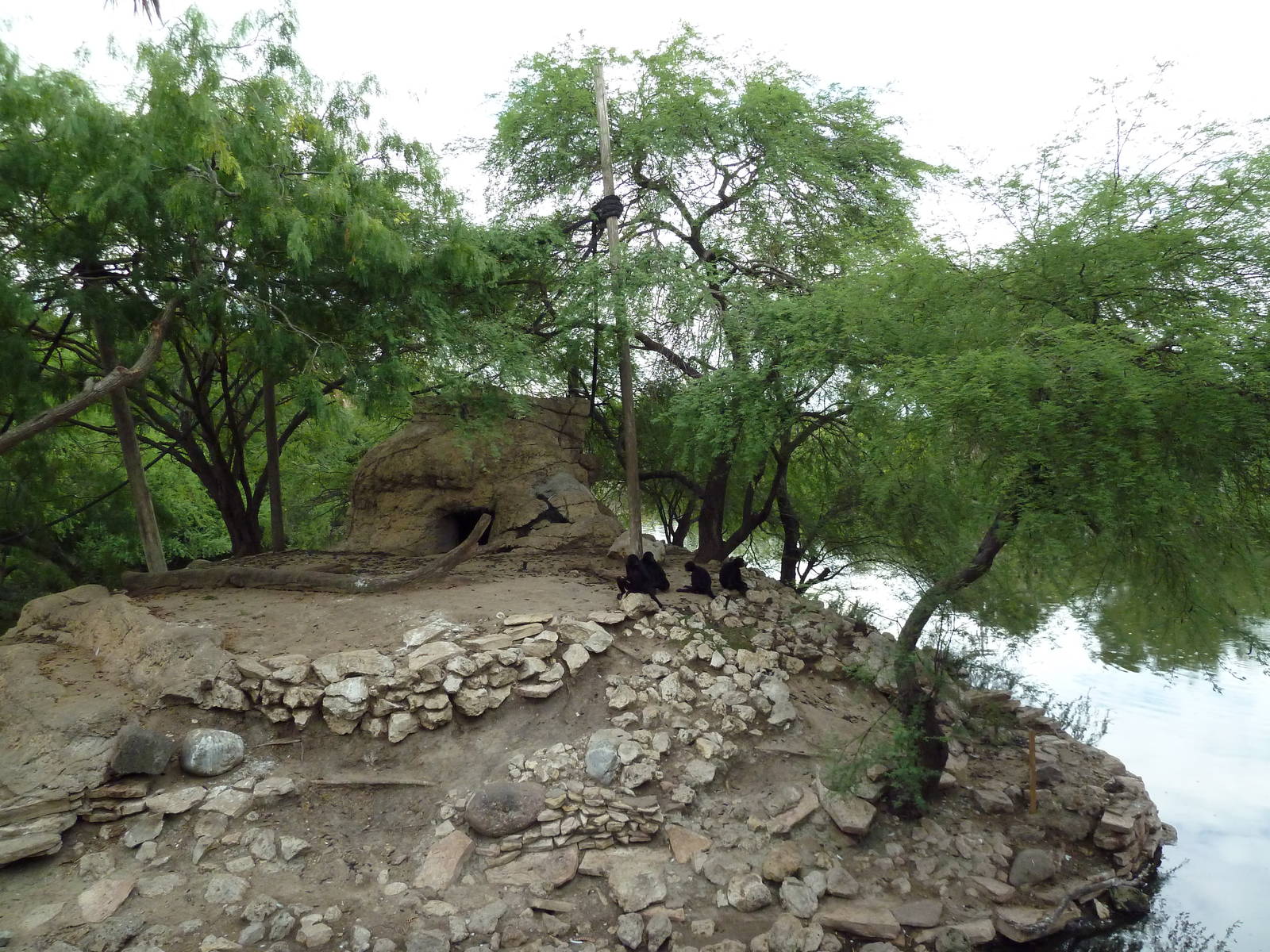 Black Spider Monkey Exhibit