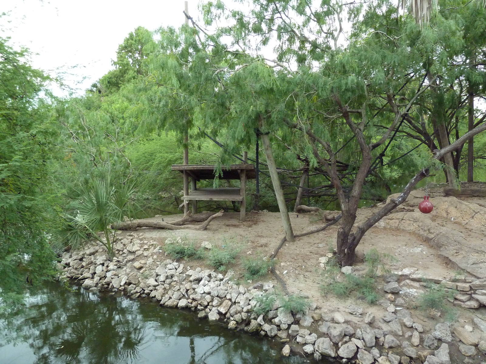 Black Spider Monkey Exhibit