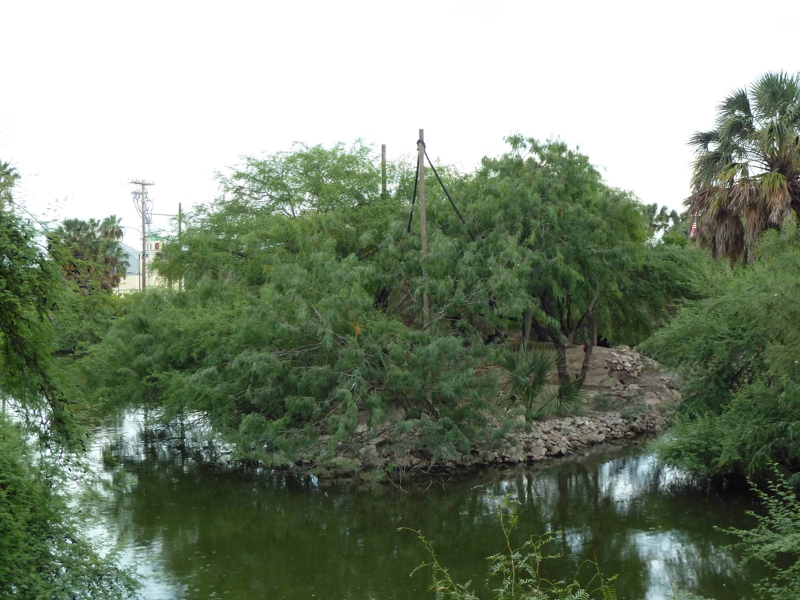 Black Spider Monkey Exhibit