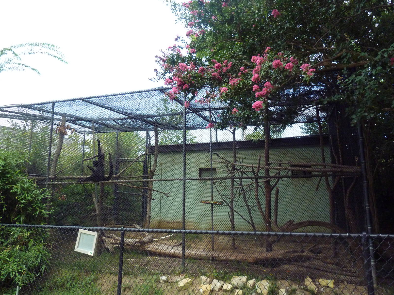 Black Spider Monkey Exhibit