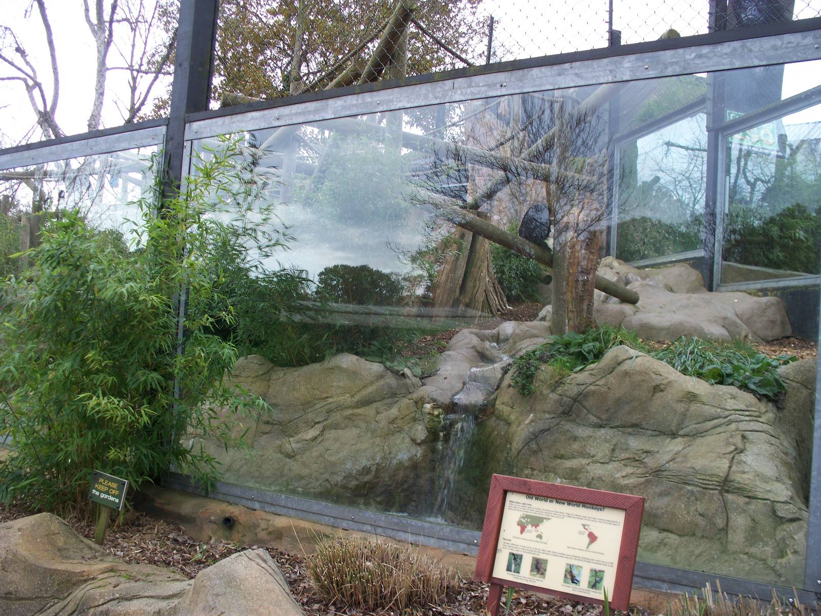 black spider monkey exhibit