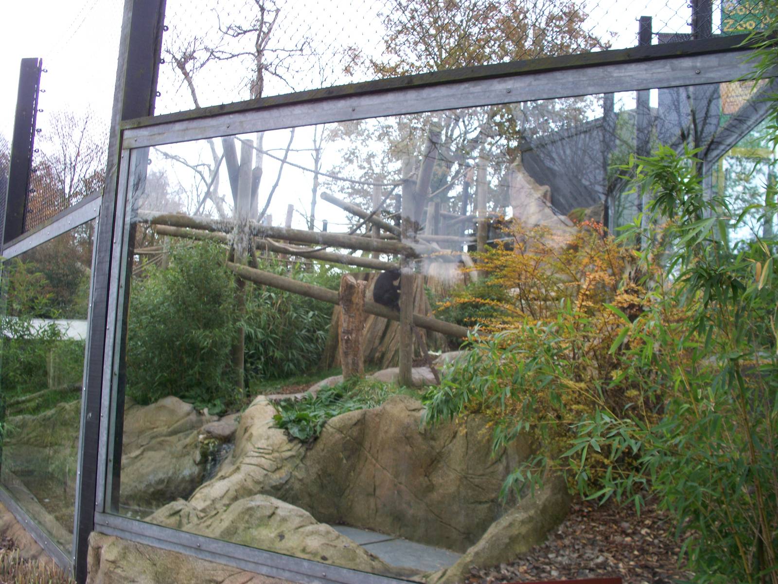 black spider monkey exhibit