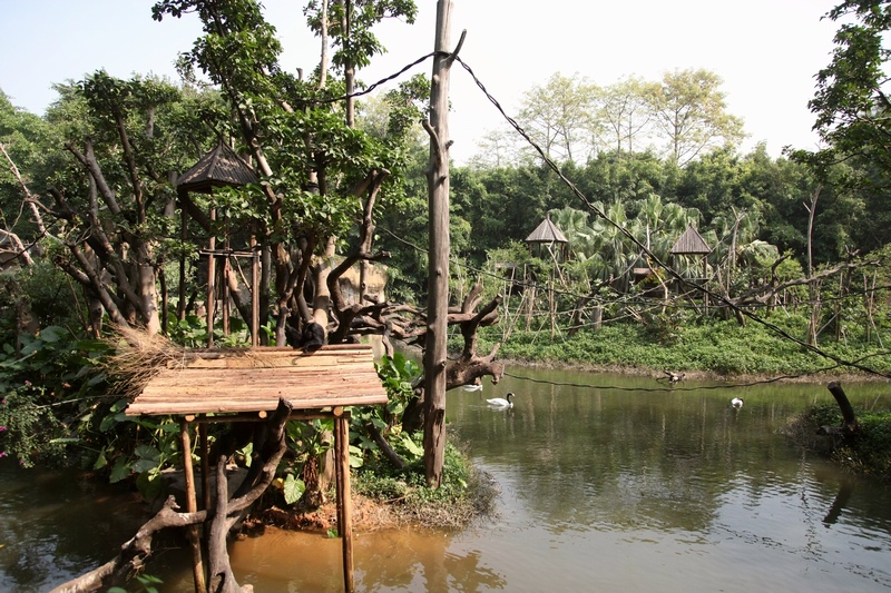 Black spider monkey exhibit
