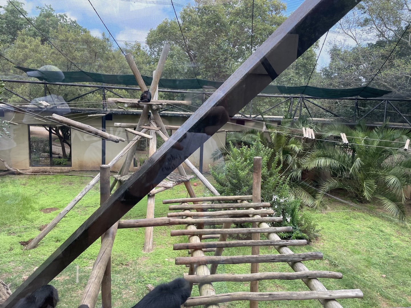 Black Spider Monkey Exhibit