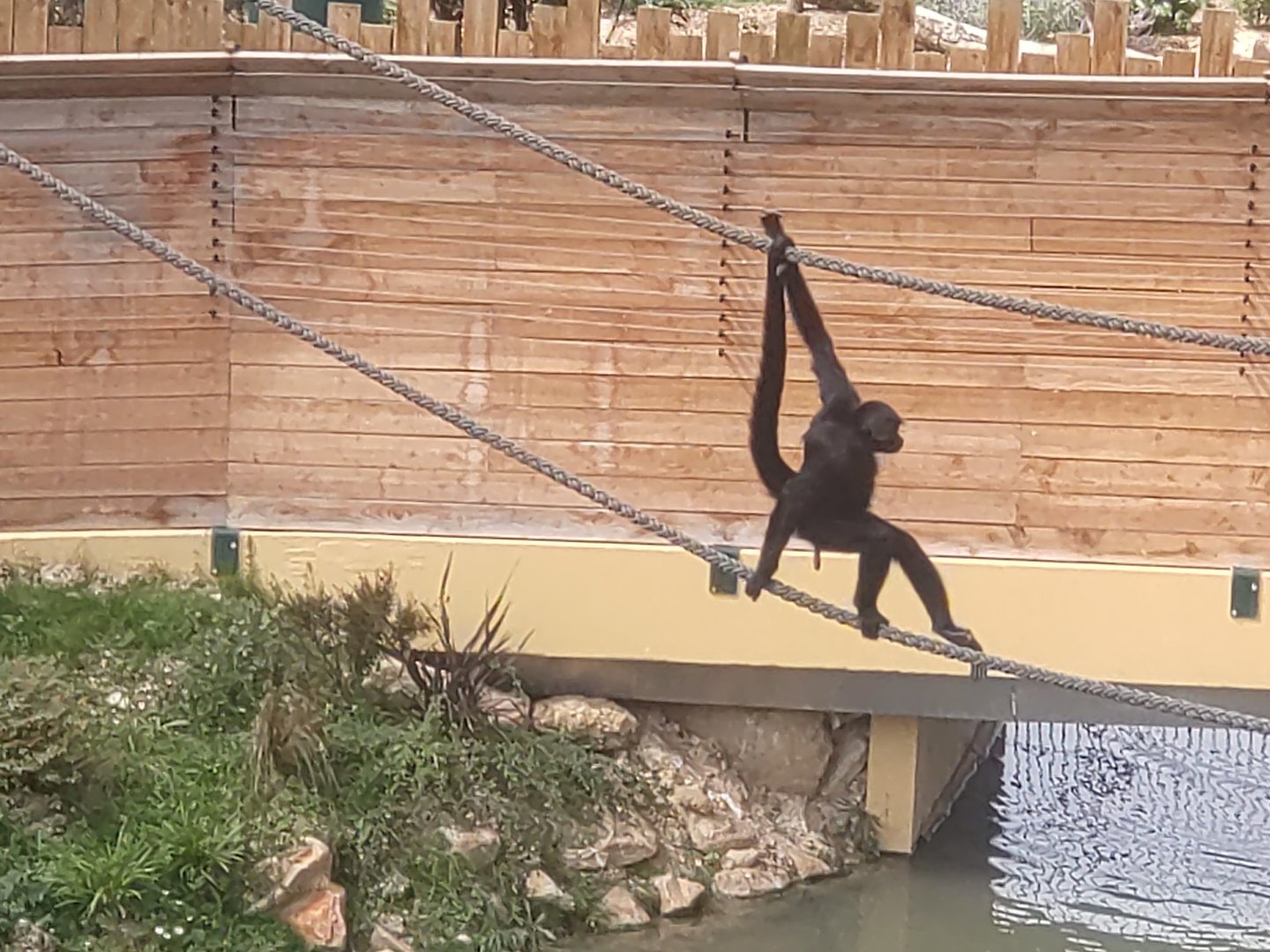 Black spider monkey in south American aviary