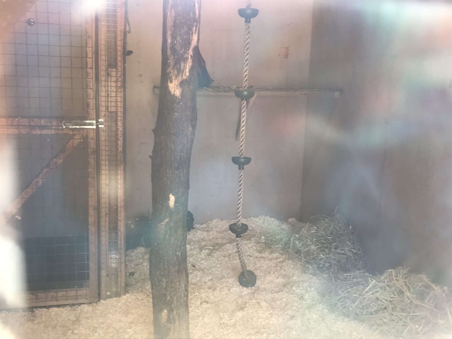 Black spider monkey indoors