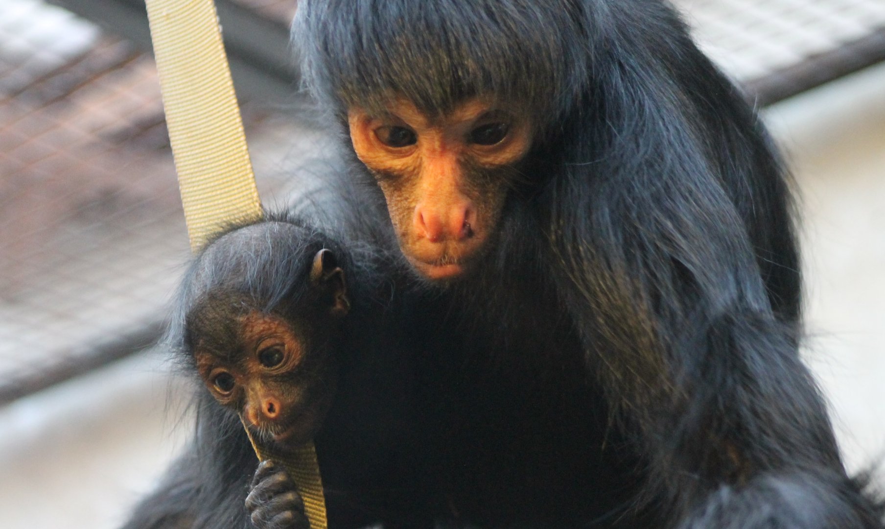 Black spider monkey with young