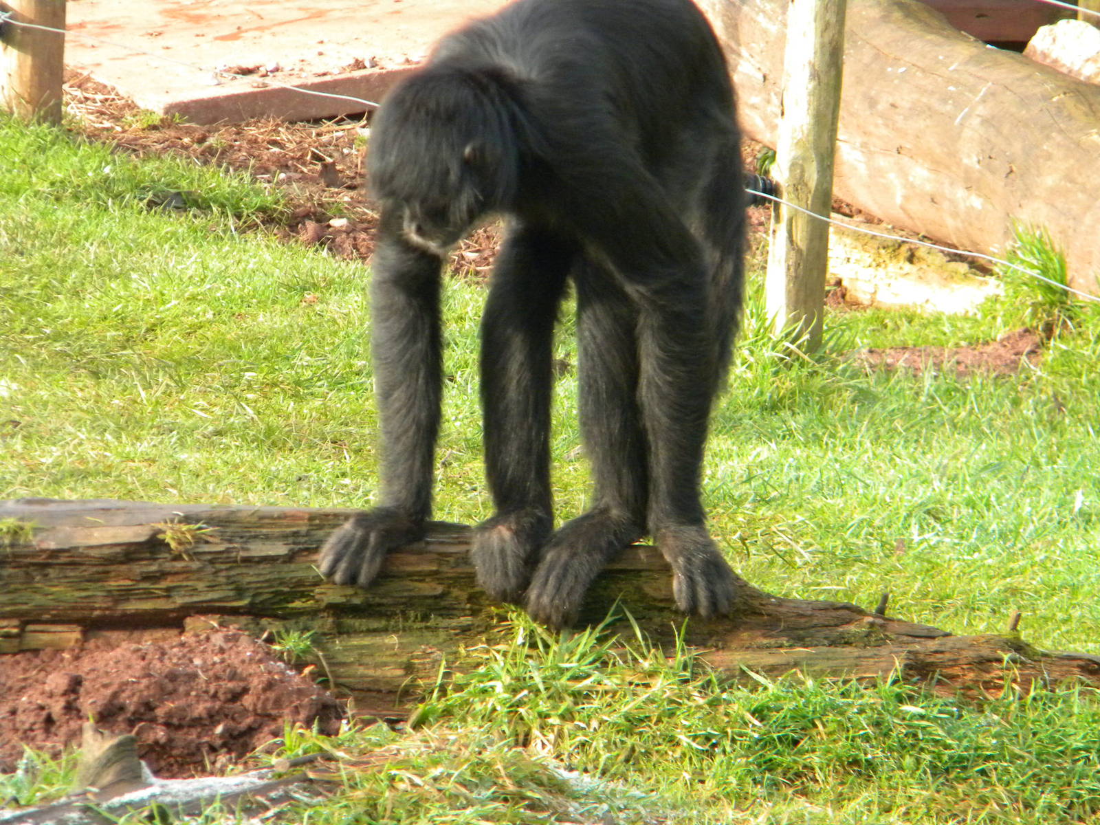 Black Spider Monkey.