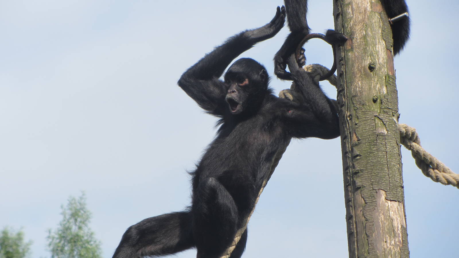 Black Spider Monkey