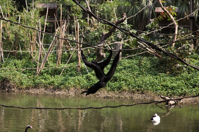 Black spider monkey