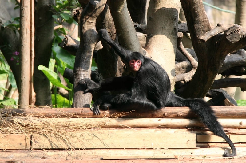 Black spider monkey