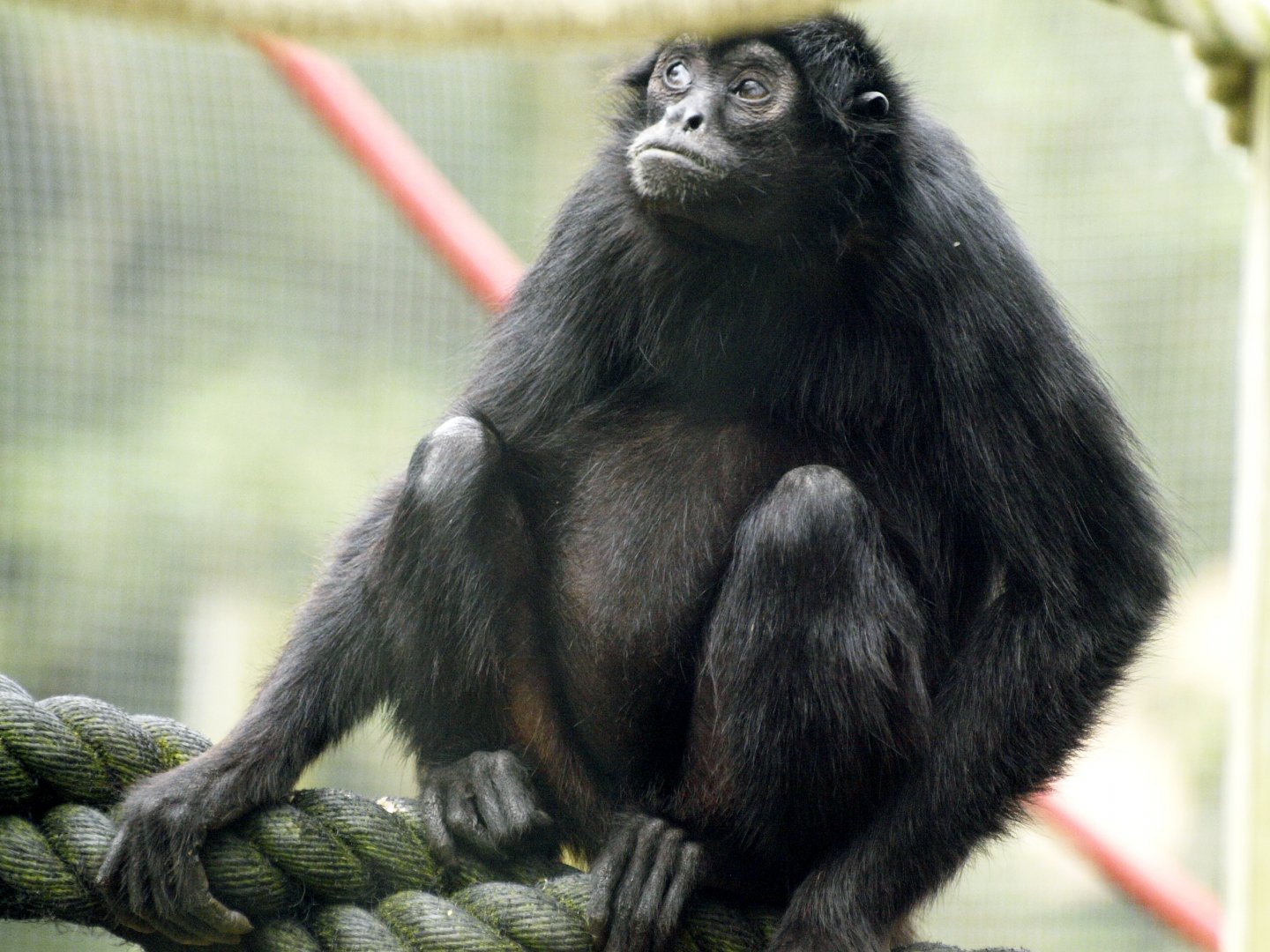 Black spider monkey