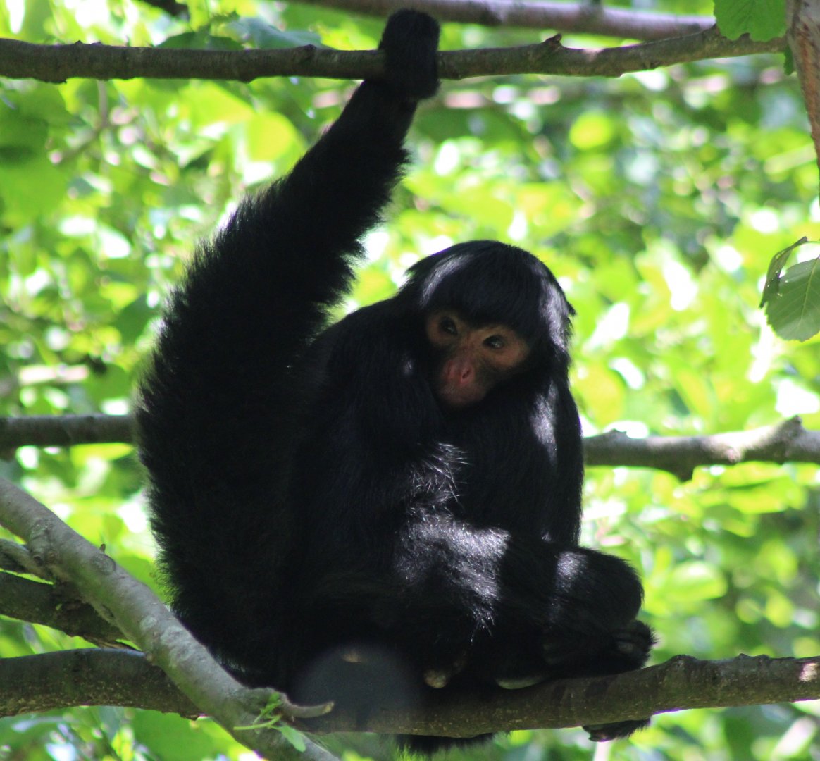 Black spider monkey