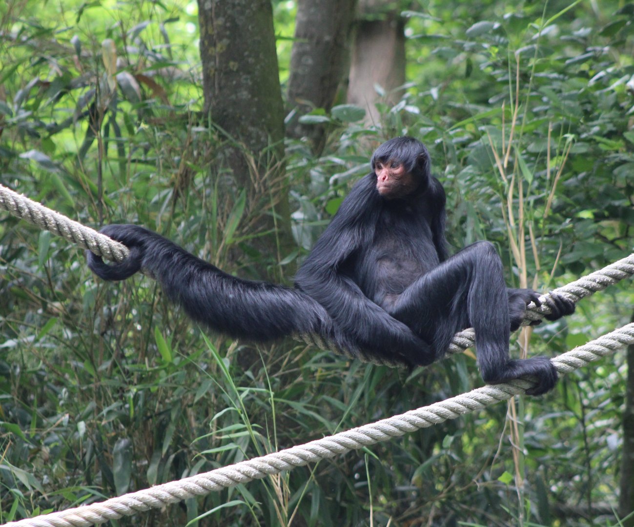 Black spider monkey