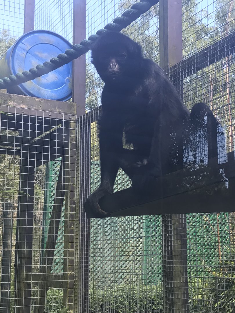 Black spider monkey