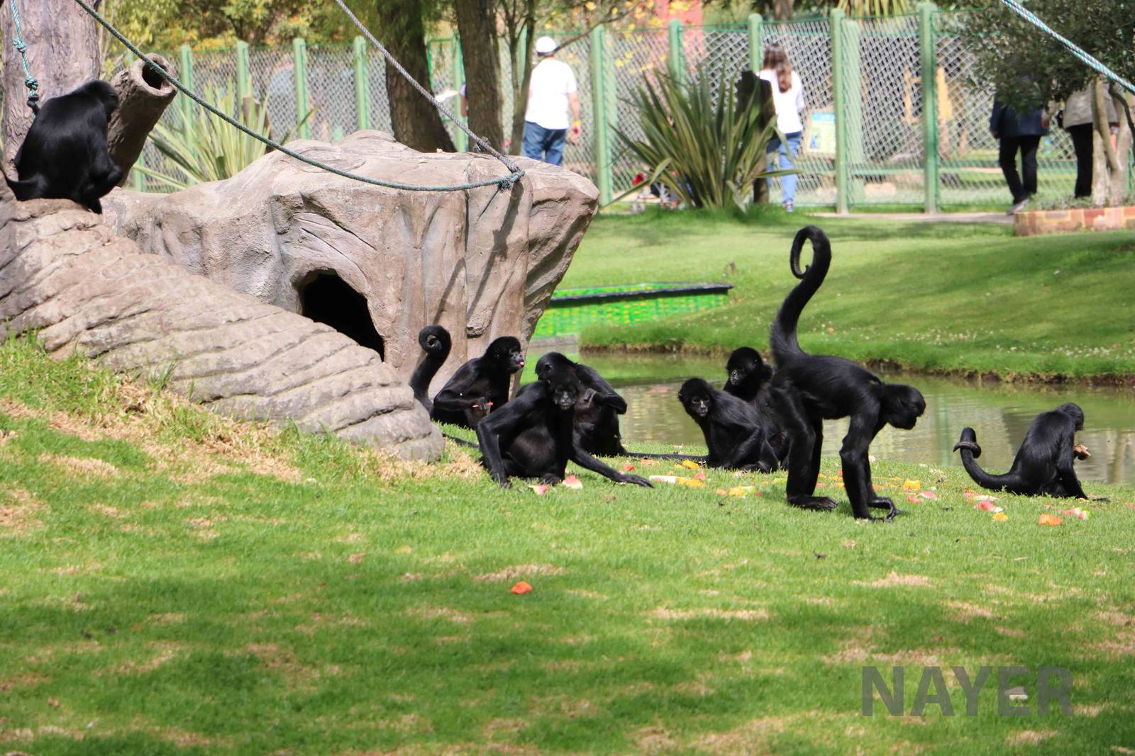 Black spider monkeys, March 2016