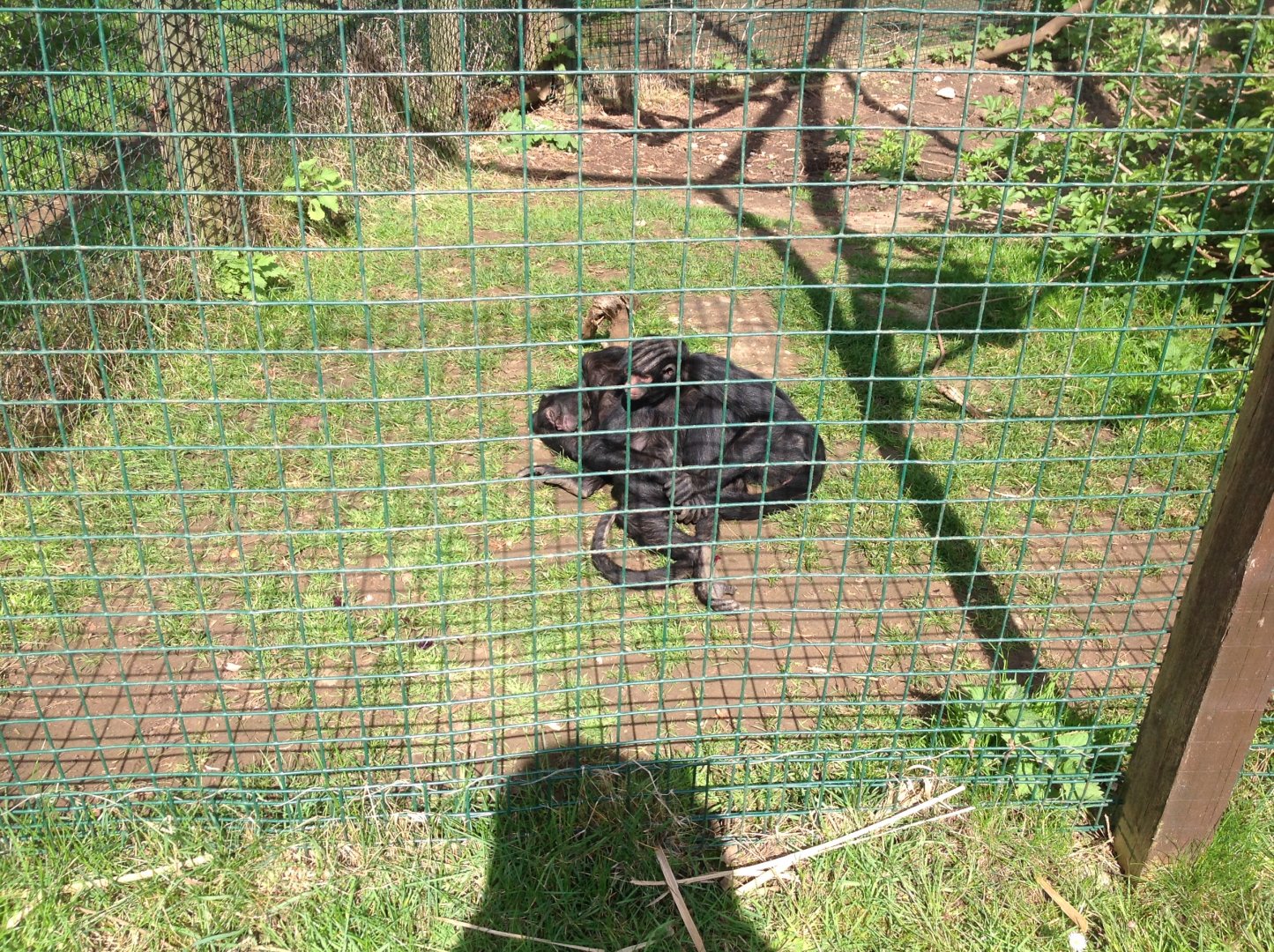 Black Spider Monkeys