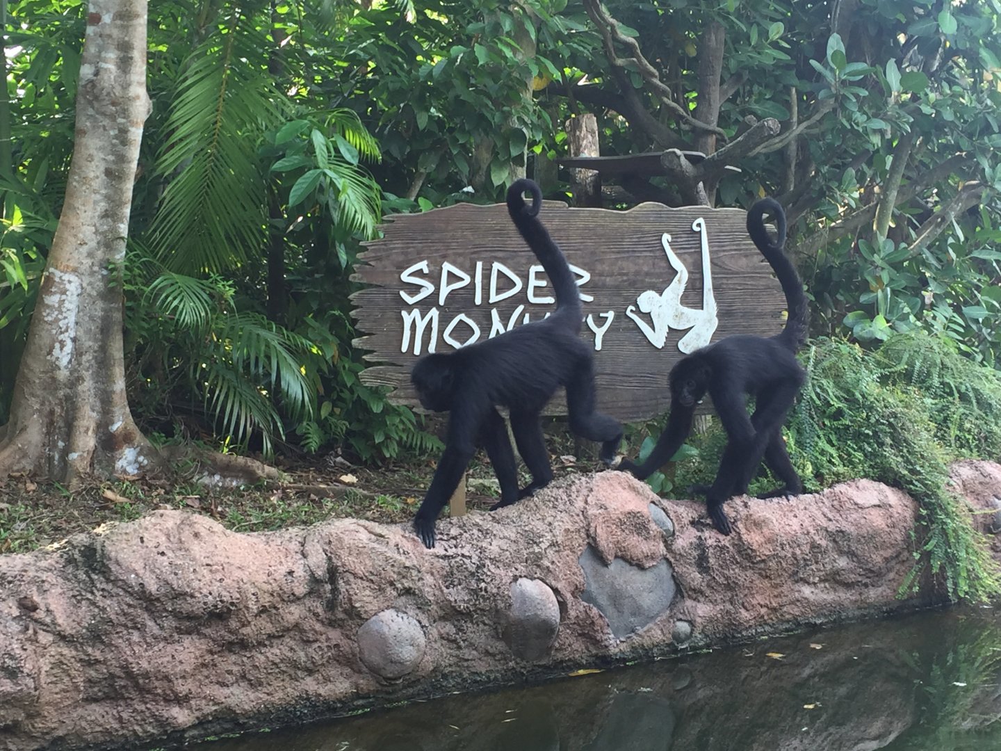 Black Spider Monkeys