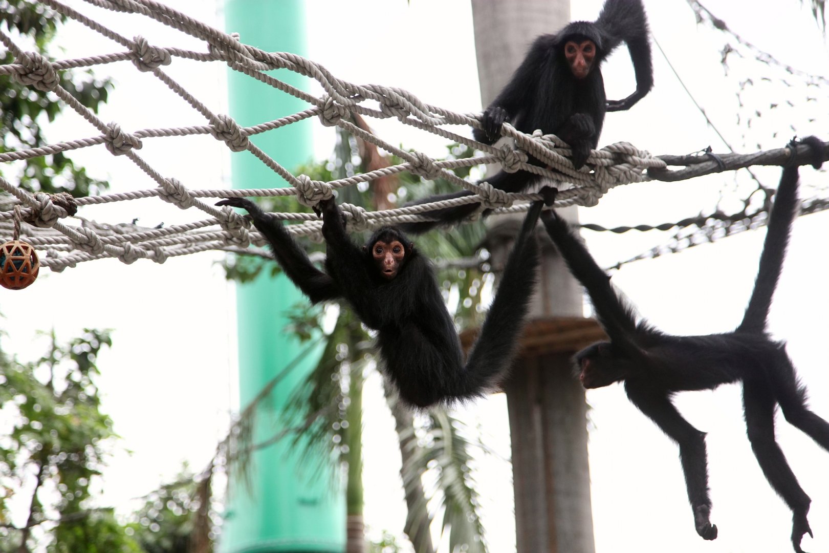 Black spider monkeys
