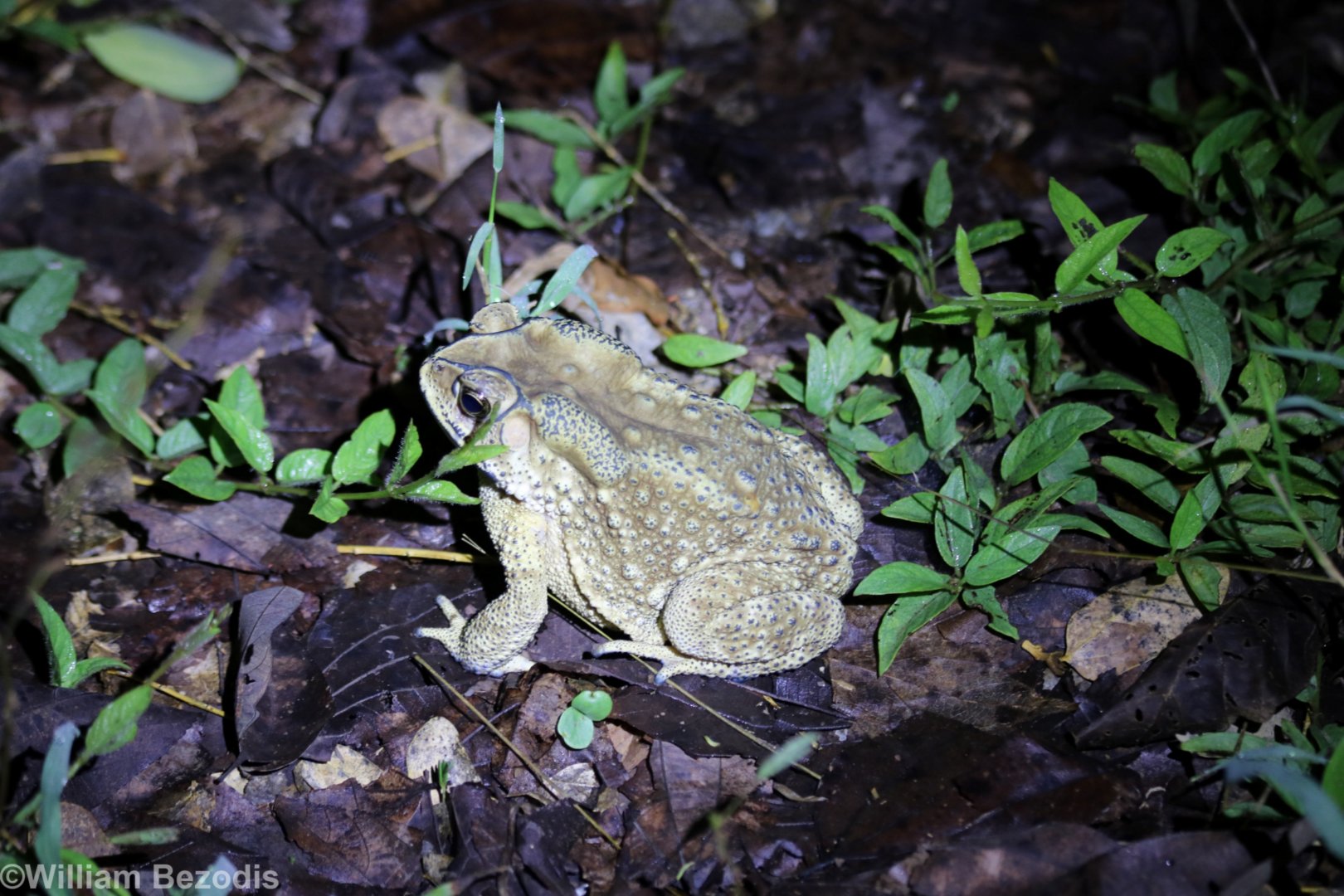 Black-spined Toad - Near Kaeng Krachan