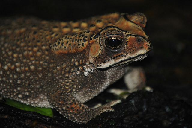 Black-spined toad