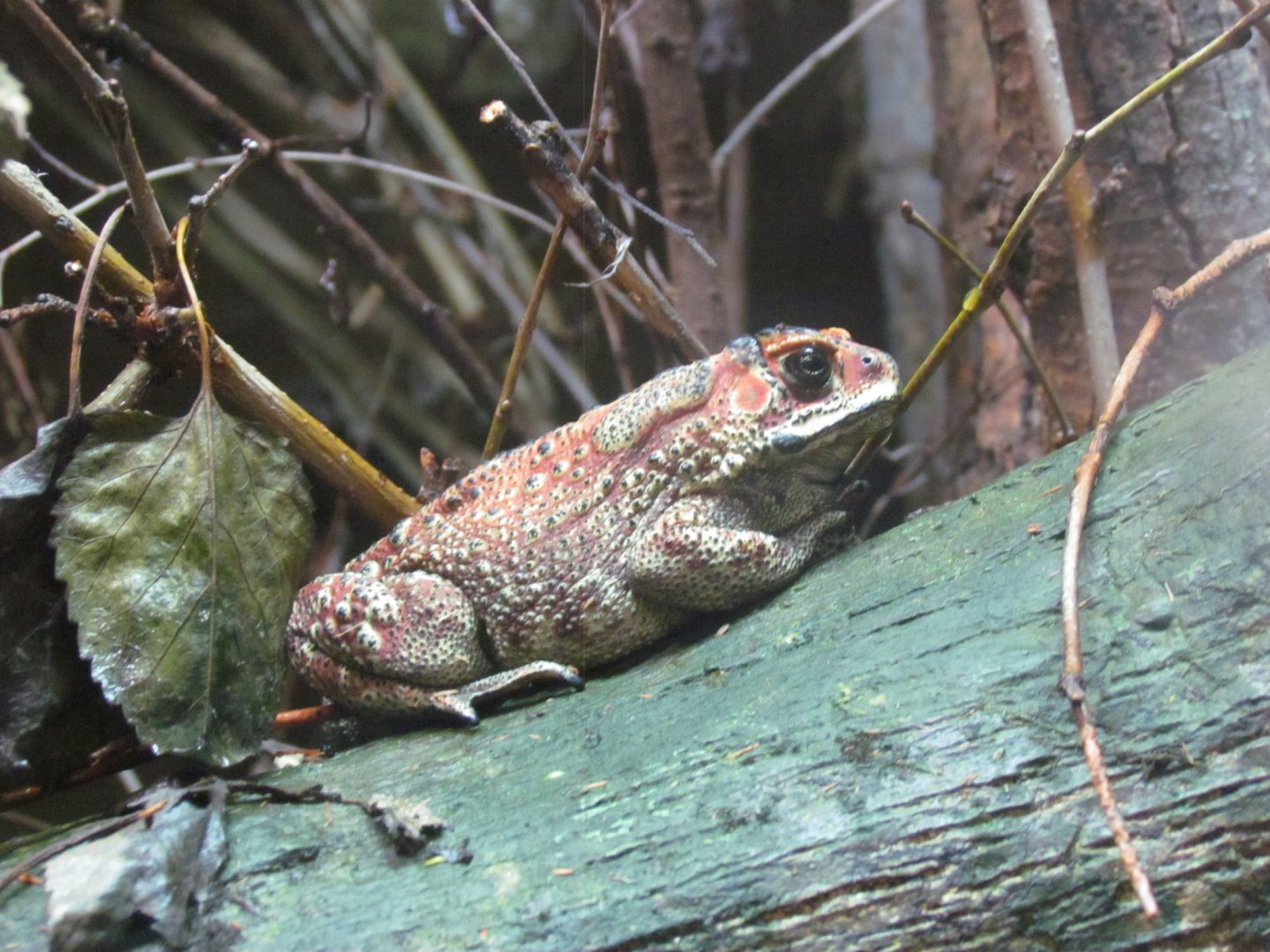 Black-spined Toad