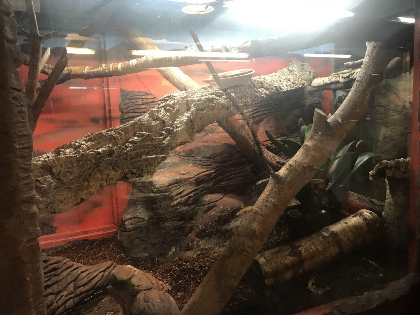 Black spiny lizard enclosure