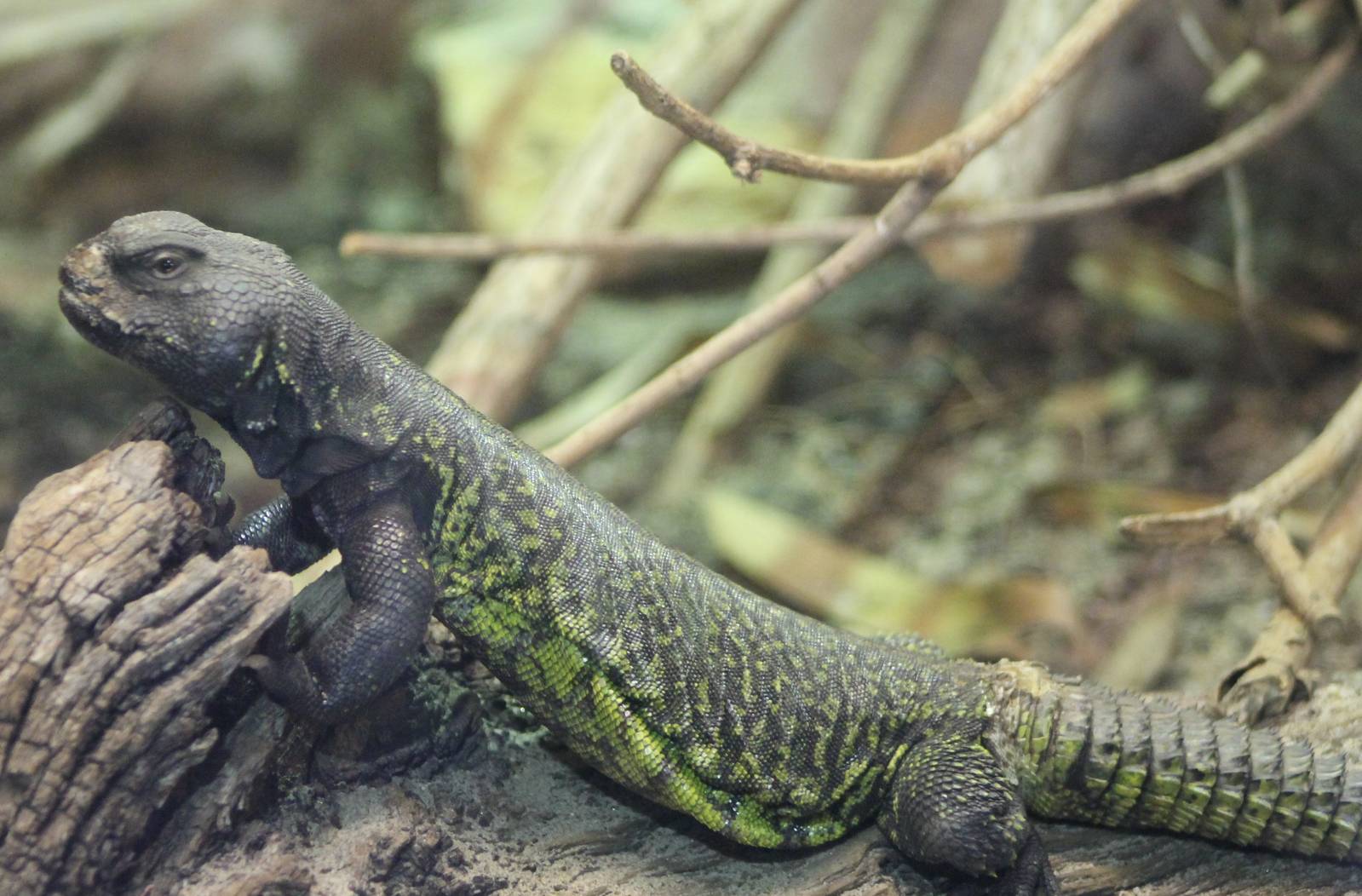 Black spiny-tailed agame