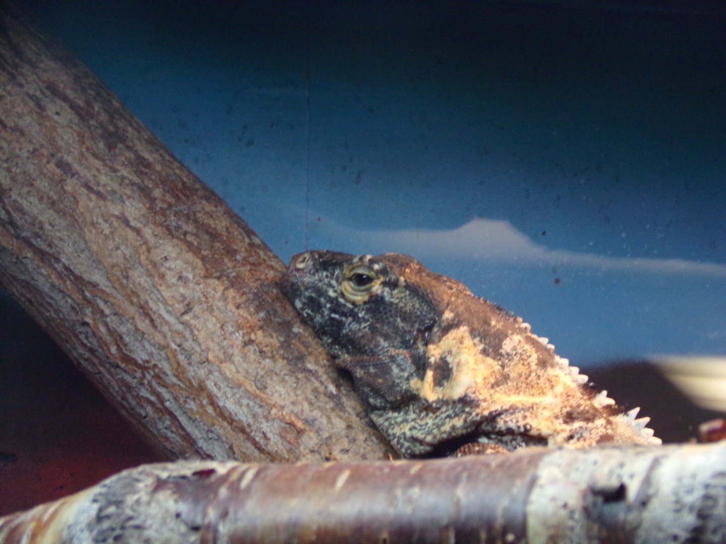 Black spiny-tailed iguana 12.4.24