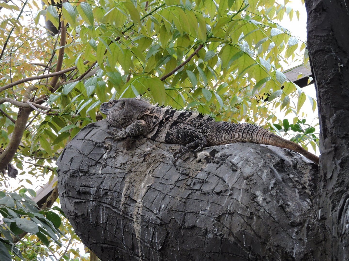 Black spiny-tailed iguana [2015]