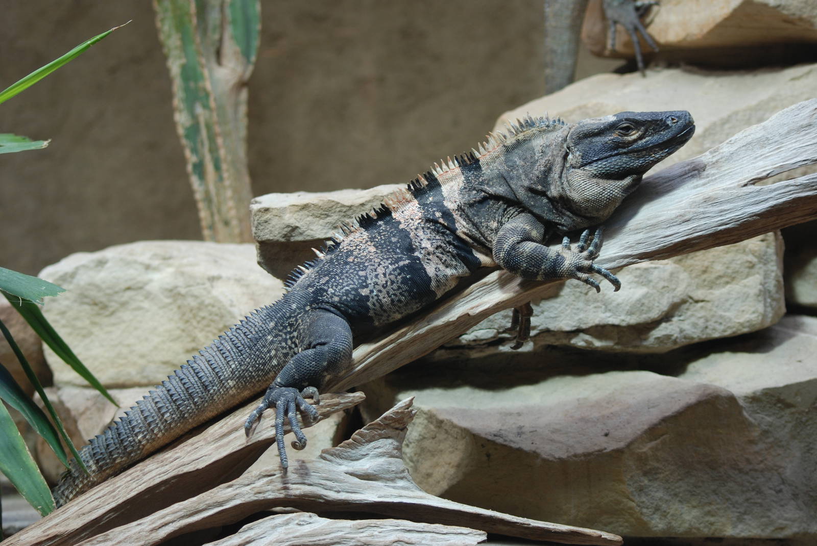 Black Spiny-tailed Iguana at Berlin Zoo Aquarium, 31/08/11