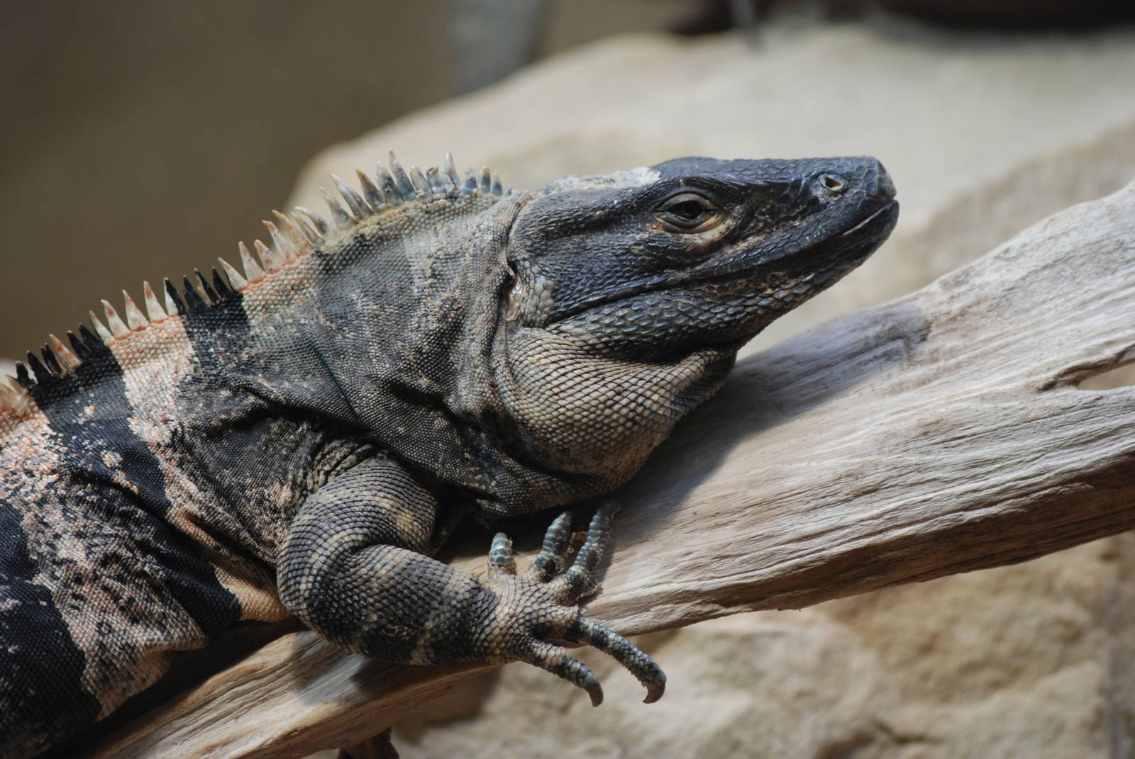 Black Spiny-tailed Iguana at Berlin Zoo Aquarium, 31/08/11