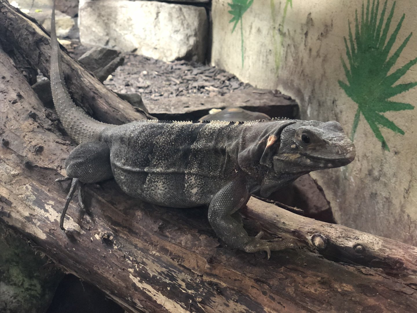 Black Spiny-tailed Iguana at Ponderosa Zoo (October 2022)