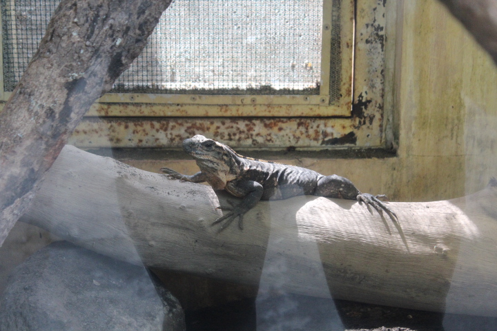 Black spiny-tailed iguana (Ctenosaura similis)