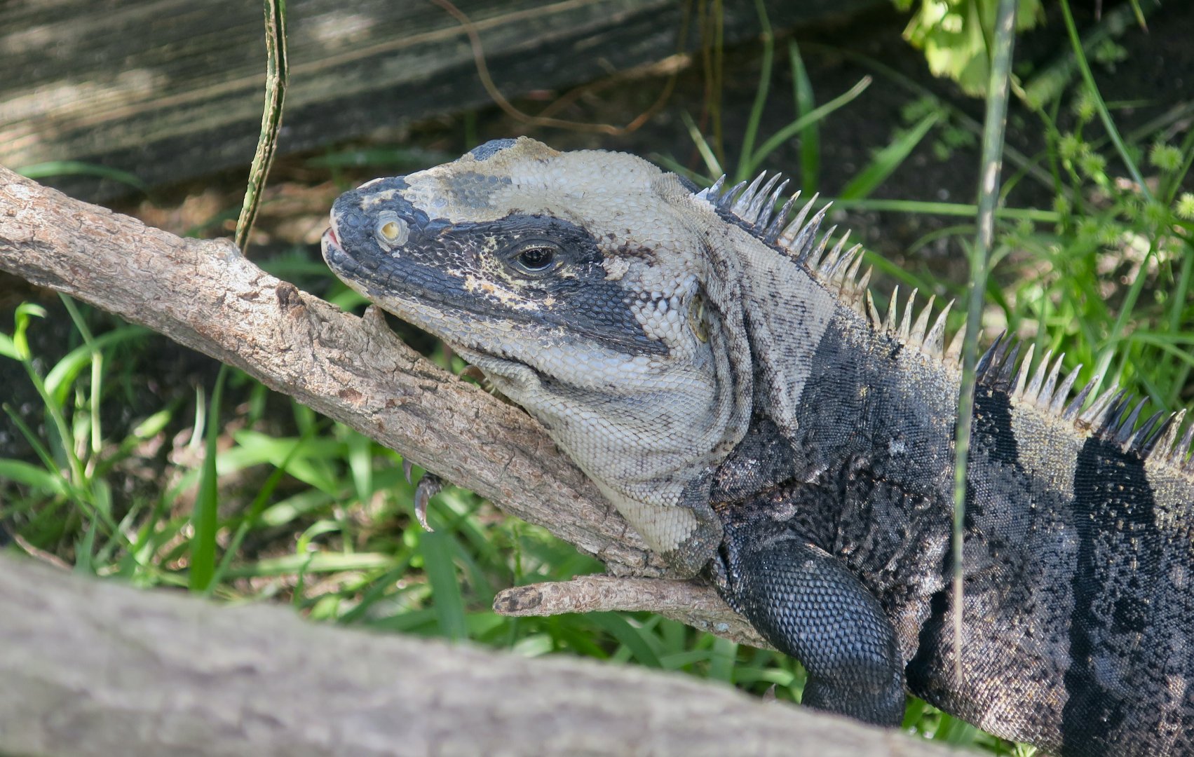 Black Spiny-Tailed Iguana (Ctenosaura similis)