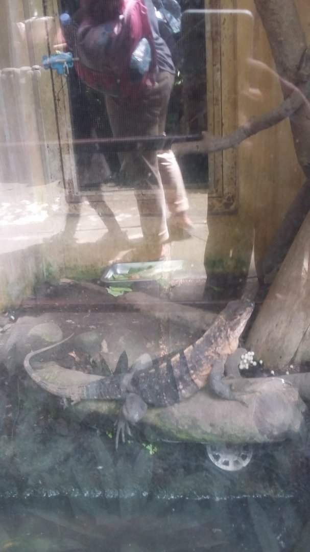 Black spiny-tailed iguana (Ctenosaura similis)