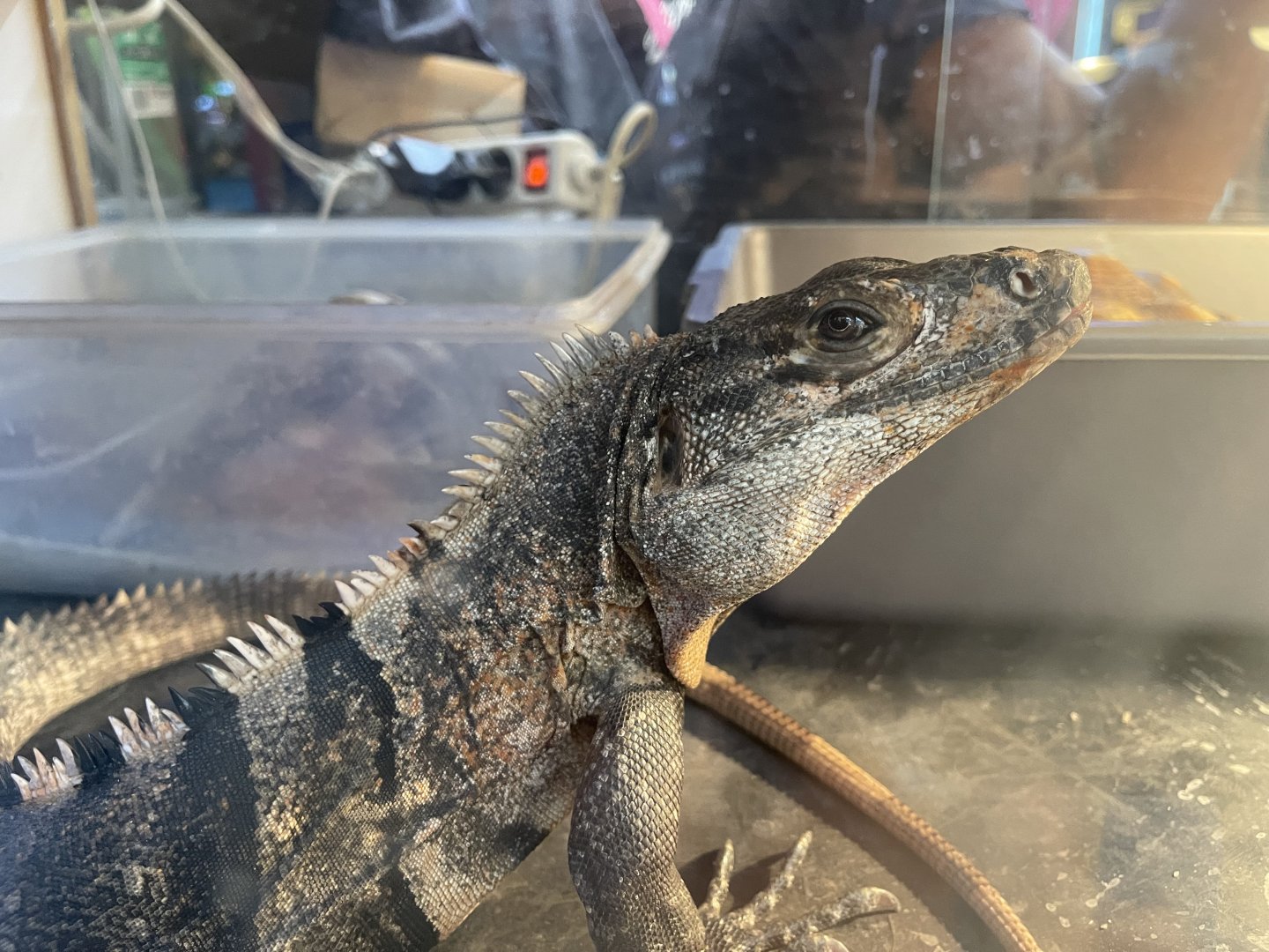 black spiny-tailed iguana (ctenosaura similis)