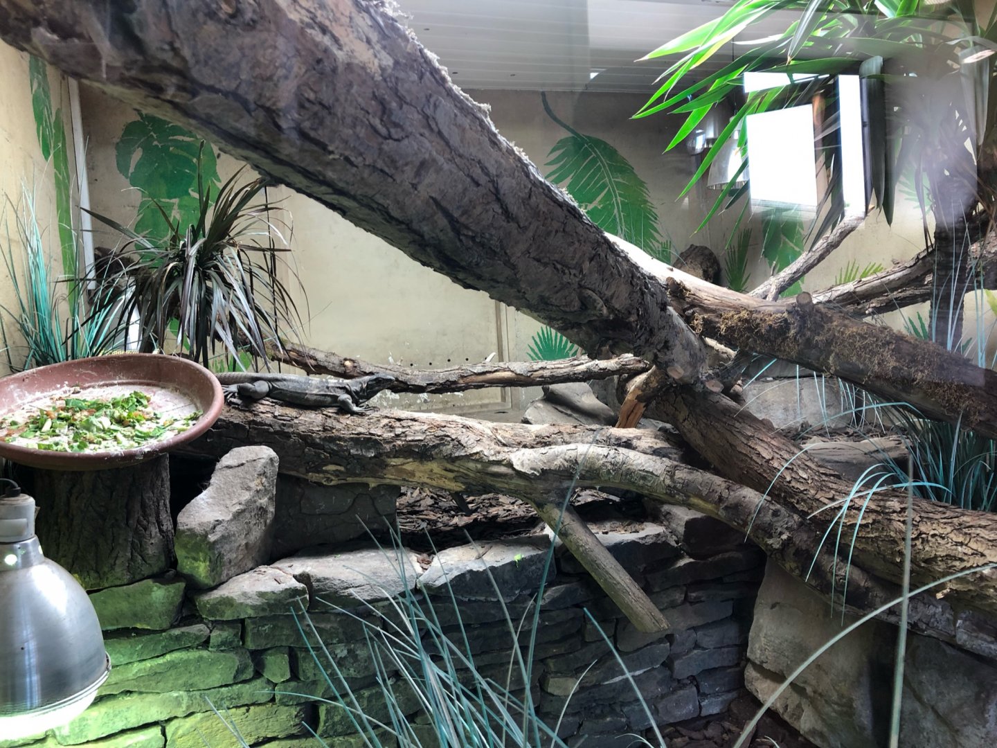 Black Spiny-Tailed Iguana Enclosure at Ponderosa Zoo (July 2021)