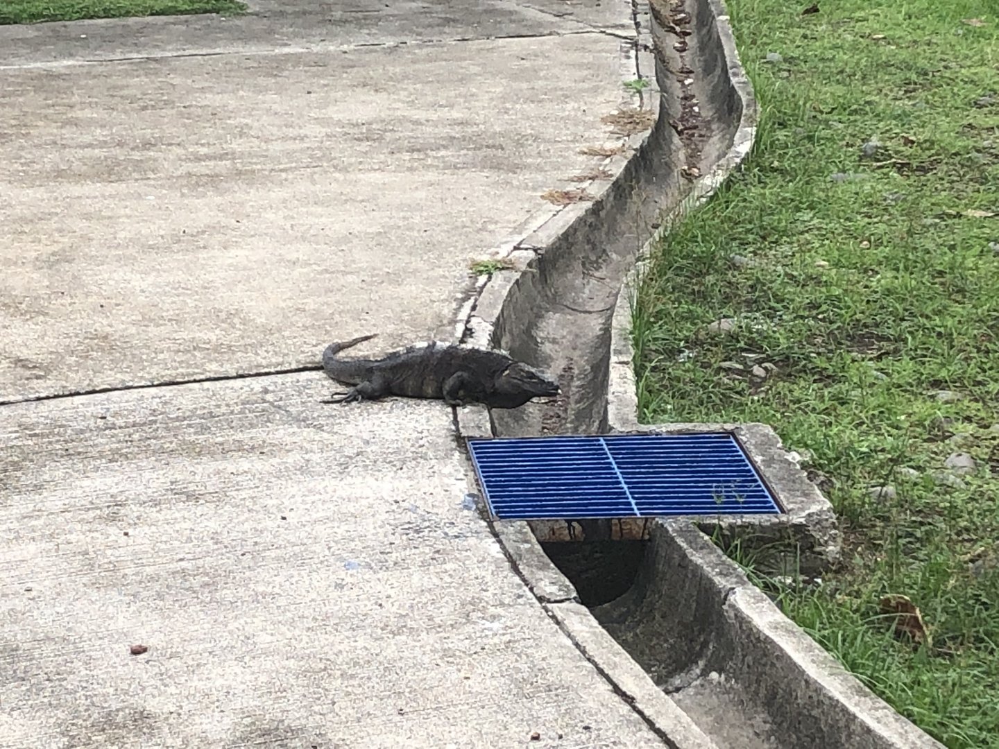 Black spiny-tailed iguana (Puntarenas, Costa Rica)