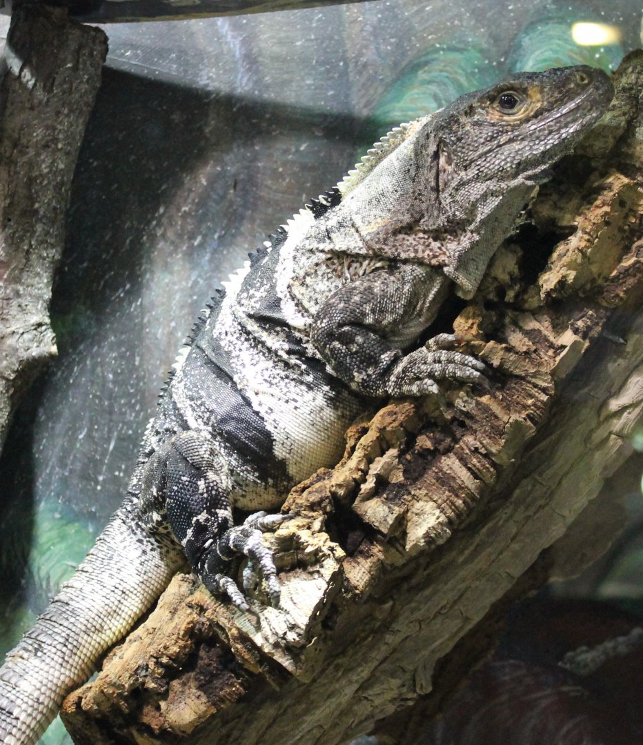 Black spiny-tailed iguana