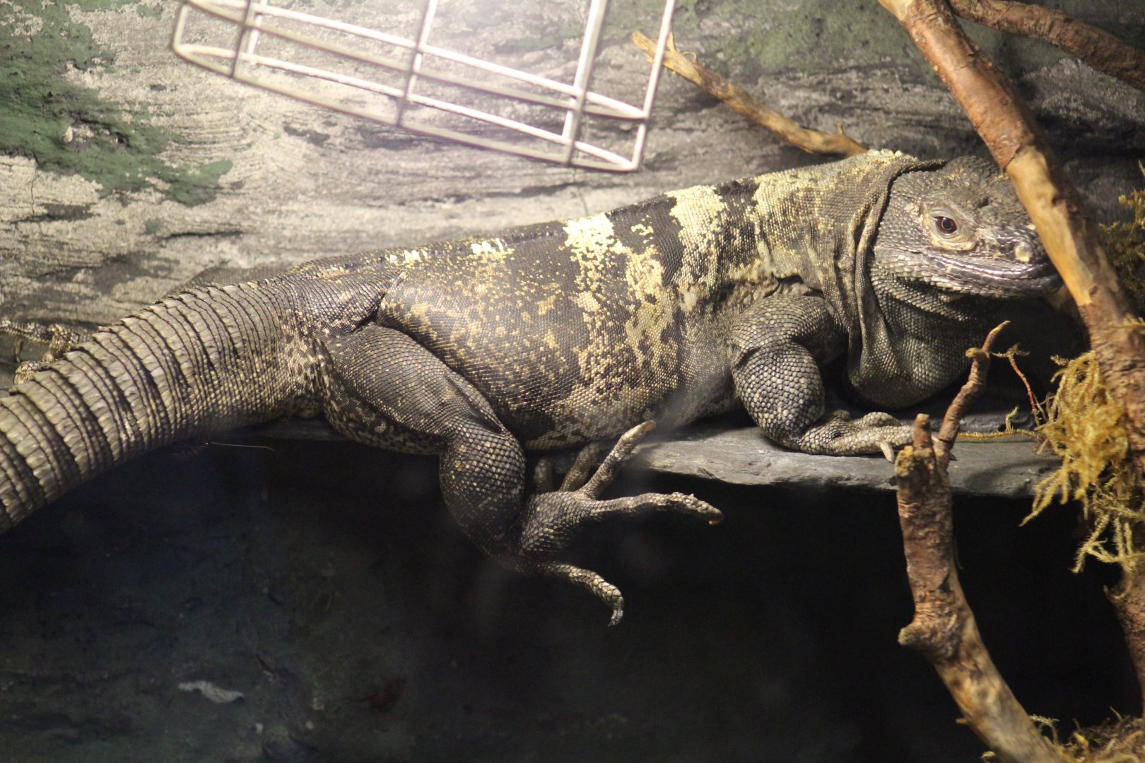 Black Spiny-Tailed Iguana