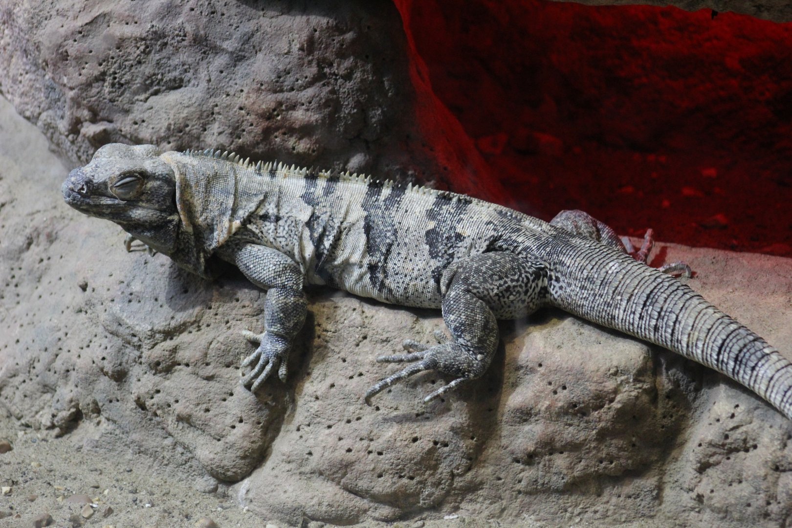 Black Spiny-Tailed Iguana