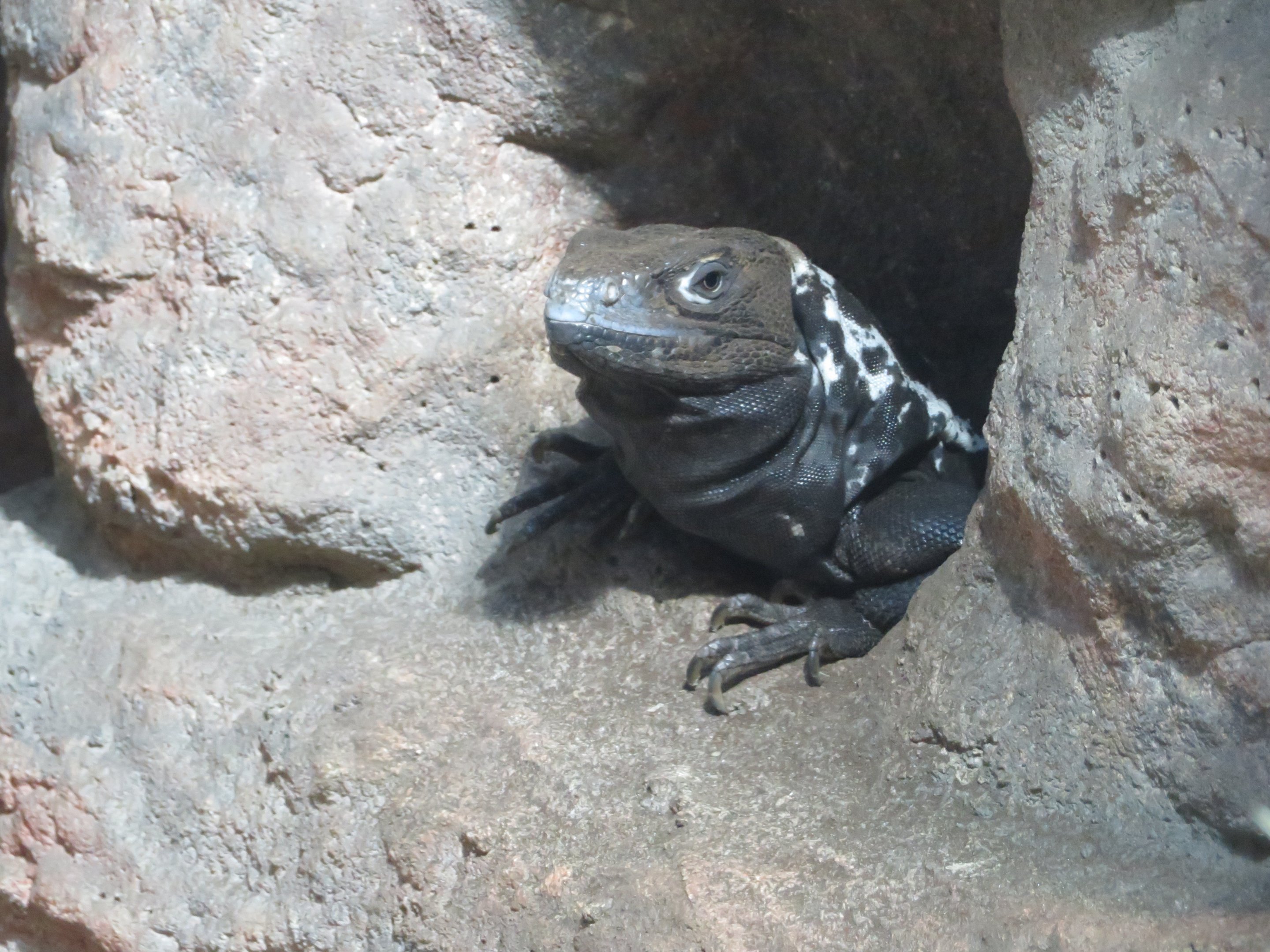 Black Spiny-tailed Iguana