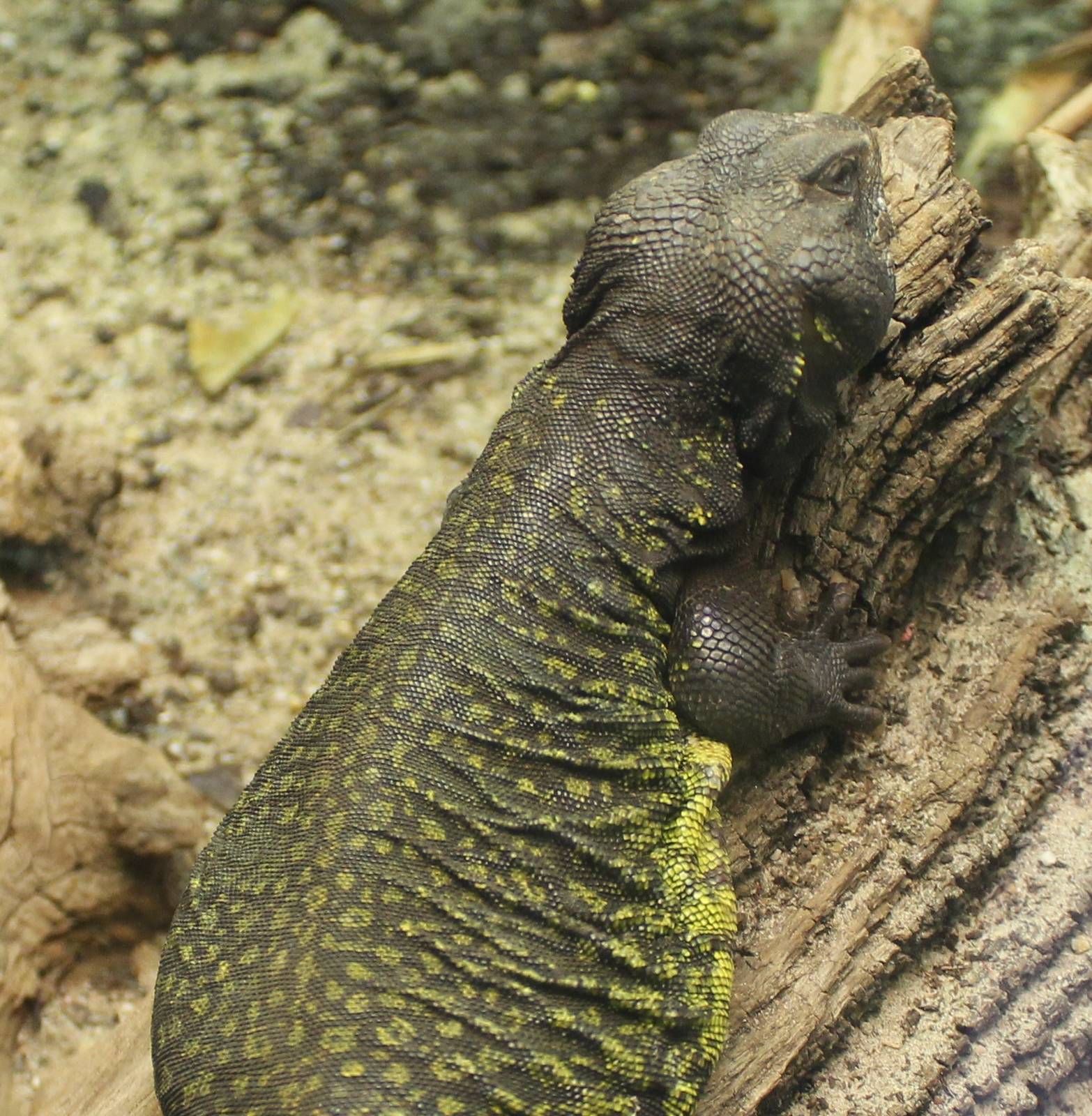 Black spiny-tailed lizard