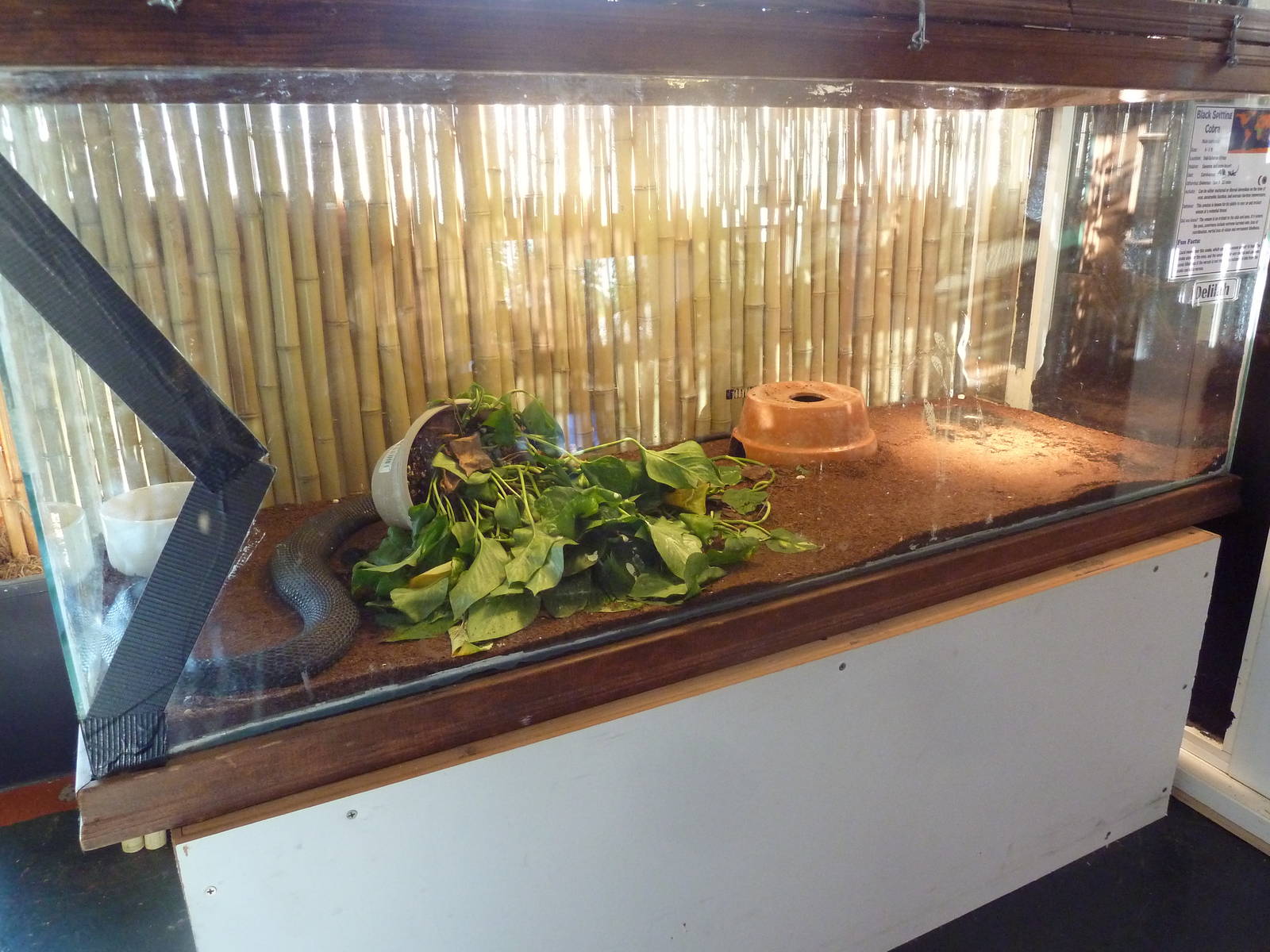 Black Spitting Cobra Exhibit (with a crack in the glass!)
